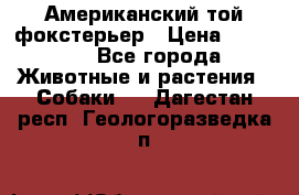 Американский той фокстерьер › Цена ­ 25 000 - Все города Животные и растения » Собаки   . Дагестан респ.,Геологоразведка п.